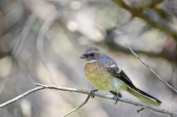 Young Australian Grey Fantail, Rhipidura albiscapa, perched in a tree, Royal National Park, Sydney