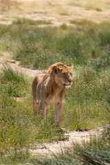 young male lion in savannah in serengeti national park, Tanzania