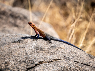 Orange Headed Lizard standing on a rock in serengeti national park, tanzania