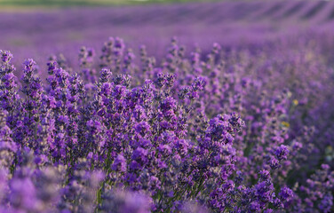 Fototapeta premium Lavender purple flowers blooming on lavender field in the summer