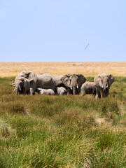 Naklejka na ściany i meble herd of elephants walking group on the African savannah. Serengeti national park, Tanzania