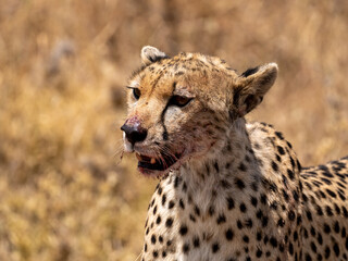 Close-up portrait of a cheetah with a mouth full of blood in African savannah. Serengeti national park, Tanzania