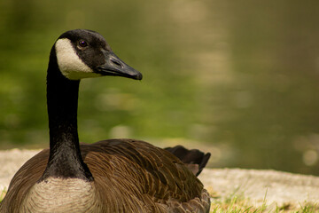 Portrait of a Canada Goose (Branta canadensis) Preening Feathers Beside Manmade Pond in Polson...