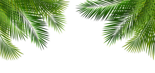 Fototapeta na wymiar Green Palm Leaf Frame And Isolated White Background