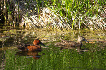 Bonded Cinnamon Teal Breeding Pair Swimming in Pond with Green Grass Background