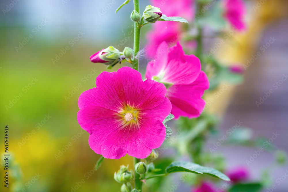 Sticker Bright pink hollyhock flower in garden. Mallow flowers. Shallow depth of field. Selective focus.