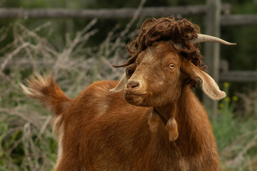 Funny Nubian Boer Mixed Breed Goat Wearing Curly Wig With Rural Dirt Road Background and Space for Text