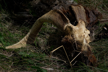 Boer Goat Skull in the Grass with Space for Text
