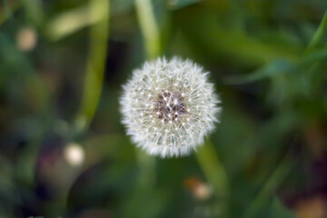 Obraz premium White dandelion in a field among green grass. View from above