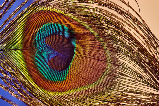 Beautiful colorful peacock feather, close up shot.