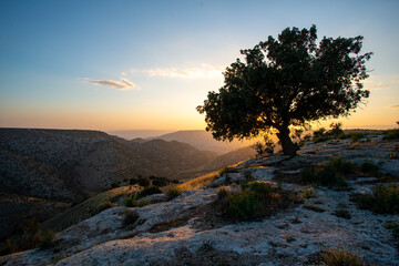 Fototapeta na wymiar Olive tree in Jordan.
