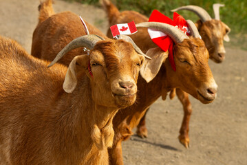 Happy Canada Day Celebrating Goats Farm Animals Smiling and Wearing Canadian Flag