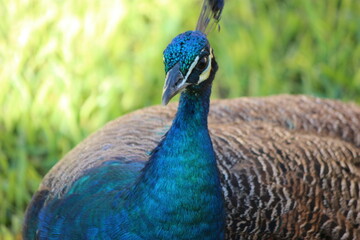 Obraz premium portrait of a peacock