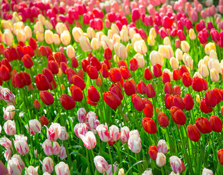 Tulip. Glade of red, pink and white fresh tulips. Colorful tulips in the Keukenhof garden, Netherlands.Tulip Flower Field. Tulip background. Beautiful bouquet of tulips. Spring landscape.