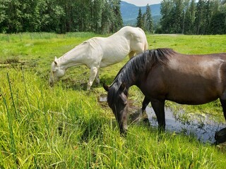 Beautiful Purebred Paint Horses Grazing in Forest Pasture with Farm Background and Space for Text