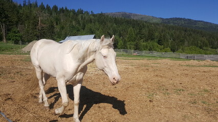 Obraz premium Senior Cremello Coat Colored White Horse Mare with Rural Farm Background