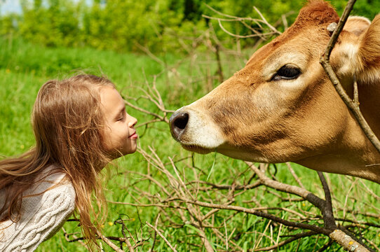 Smiling girl of ten is going to kiss a nice cow