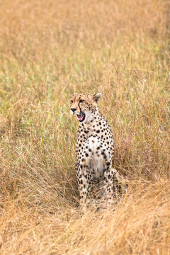 Adult cheetah  sits in tall savanna  grass of  Masai Mara National Reserve, Kenya, East Africa