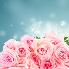 Pink blooming fresh roses border on blue boke background