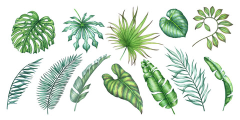 set of watercolor illustration with transparent tropical leaves 
