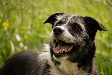 Sweet Healthy Black Senior Dog with White Hairs Looking Left with Green Grass Background