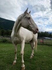 Senior Cremello Coat Colored White Horse Mare with Rural Farm Background