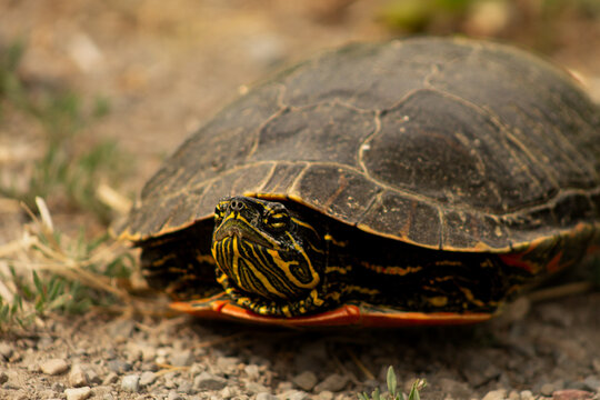 Closeup of Western Painted Turtle (Chrysemys picta) with Brown Dirt Road Background and Space for Text in Falkland, BC, Canada