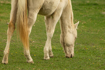 Naklejka na ściany i meble Beautiful Rare Pearl Gene White Colored Paint Horse with Green Eyes Filly Grazes Green Spring Grass and Shedding Winter Coat