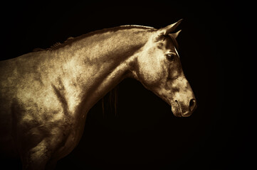 Fototapeta na wymiar Arabian gold horse head portrait on black background