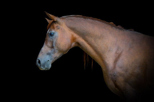 Arabian bay horse head portrait on black background