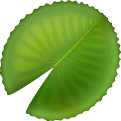 Green lotus leaf, isolated on white background. Vector illustration.