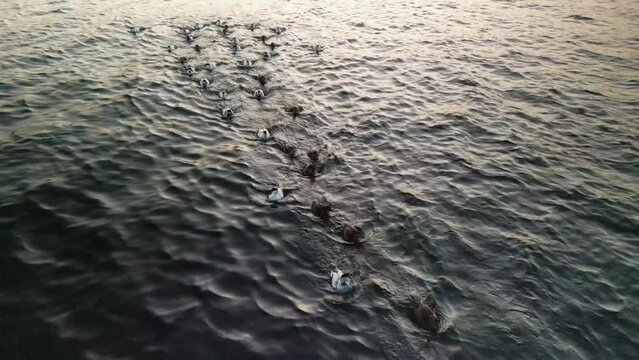 Drone Shot at a Flock of Ducks Swimming in the Atlantic Ocean, Group of Common Eiders (Somateria Mollissima) Duck, Halifax, Canada. This Large Sea Duck is Found in Flocks Near Northern Coasts.