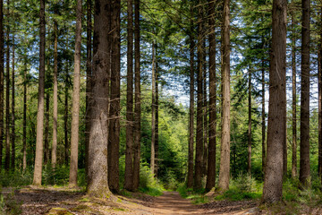 Spring landscape with pine trees trunk in the forest with green grass, A pine is any conifer in the genus Pinus of the family Pinaceae, Pinus is the sole genus in the subfamily Pinoideae, Netherlands.