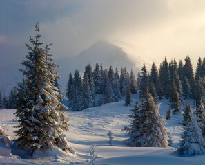 Fototapeta premium Carpathian mountains in winter, sunrise and sunset, trees covered with white snow, dramatic sky