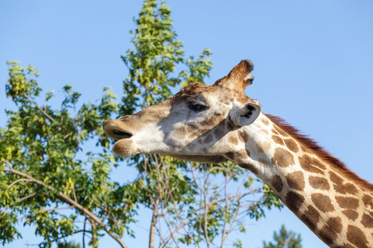 Head of a giraffe close up on a background of blue sky and green tree