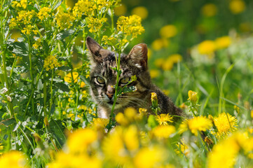 A tabby cat hides in yellow rape and dandelion flowers. Selective focus, daylight sunlight