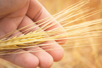 A yellow ear of wheat in the hands of a farmer. Wheat in human hands. Spike in the field