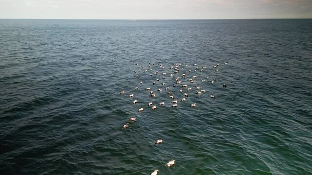 Drone Shot at a Flock of Ducks Swimming in the Atlantic Ocean, Group of Common Eiders (Somateria Mollissima) Duck, Halifax, Canada. This Large Sea Duck is Found in Flocks Near Northern Coasts.