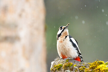 great spotted woodpecker