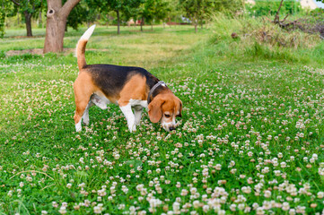 Beagle sniffs clover on a green lawn. - obrazy, fototapety, plakaty