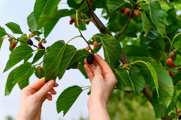 Hand is picking ripe mulberry on its branches