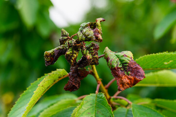 Cherry tree leaves infested with aphids. Close-up.
