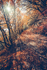 Obraz premium Majestic colorful forest