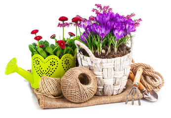 Fototapeta na wymiar Garden spring flowers crocus in wicker basket with watering can tools. Isolated on white background