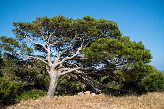 Pino d'Aleppo (Pinus halepensis)