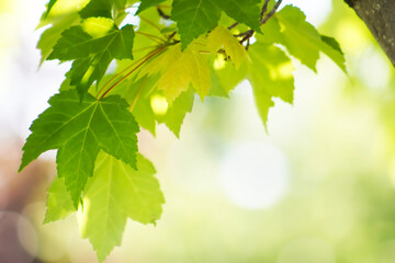 Refreshing, Lush, Green, Bright, Sunlit, Maple Leaf Border, Background, Border, Backdrop, for Arbor...