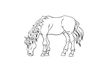 Horse are grazing in a meadow. Rural landscape hand drawn vector illustration.