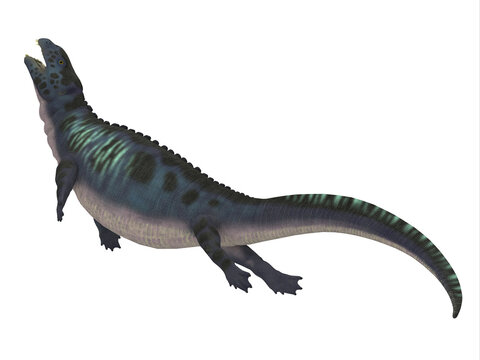 Placodus was a marine reptile that swam in the shallow seas of the Triassic Period in Europe and China.