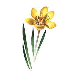 Obraz premium Wildflower rose crocuses in a watercolor style isolated. Full name of the plant: crocuses,saffron. Aquarelle wild flower for background, texture, wrapper pattern, frame or border.