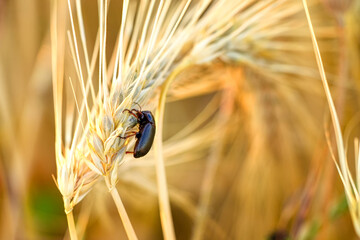 Alphitobius diaperinus beetle insect on the grain while eating. Grain mold beetle on, lesser...